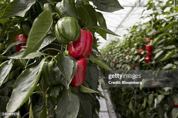 Red paprika peppers grow inside a greenhouse operated by Seminis and De Ruite, the vegetable seeds divisions of Monsanto Co., in Bergschenhoek,...