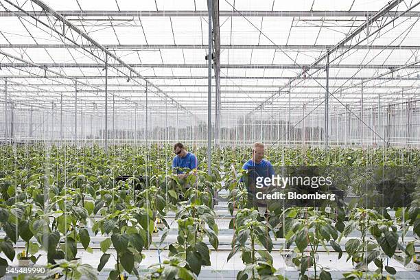 Workers tend to paprika plants inside a greenhouse operated by Seminis and De Ruite, the vegetable seeds divisions of Monsanto Co., in Bergschenhoek,...