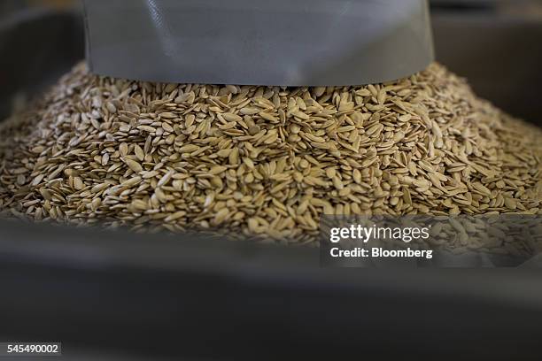 Melon seeds fall into a bin at the Seminis processing plant, the vegetable seeds division of Monsanto Co., in Enkhuizen, Netherlands, on Thursday,...