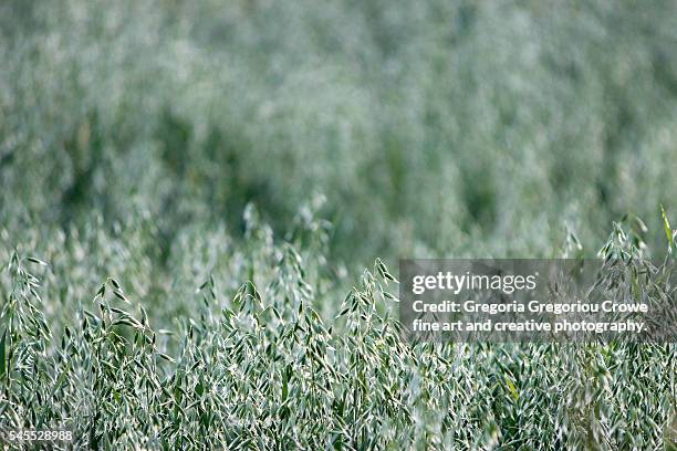 oats field - avena sativa - avena sativa stock pictures, royalty-free photos & images