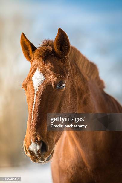 fox-colored dream horse - blaze pattern animal marking stock pictures, royalty-free photos & images