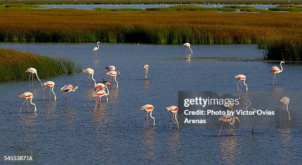 flamingos feeding - parque nacional de donana stock pictures, royalty-free photos & images