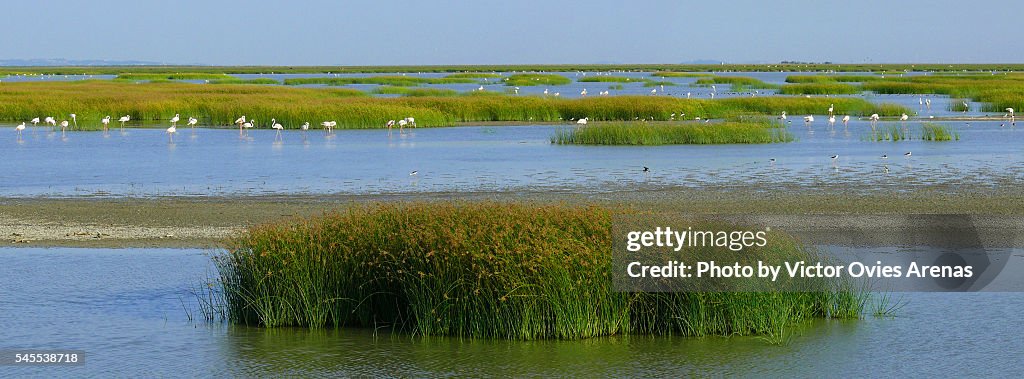 Sky, marsh, flamingos and water