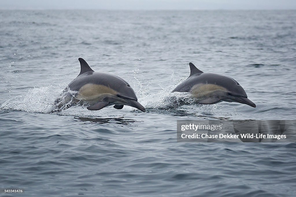 Common Dolphins