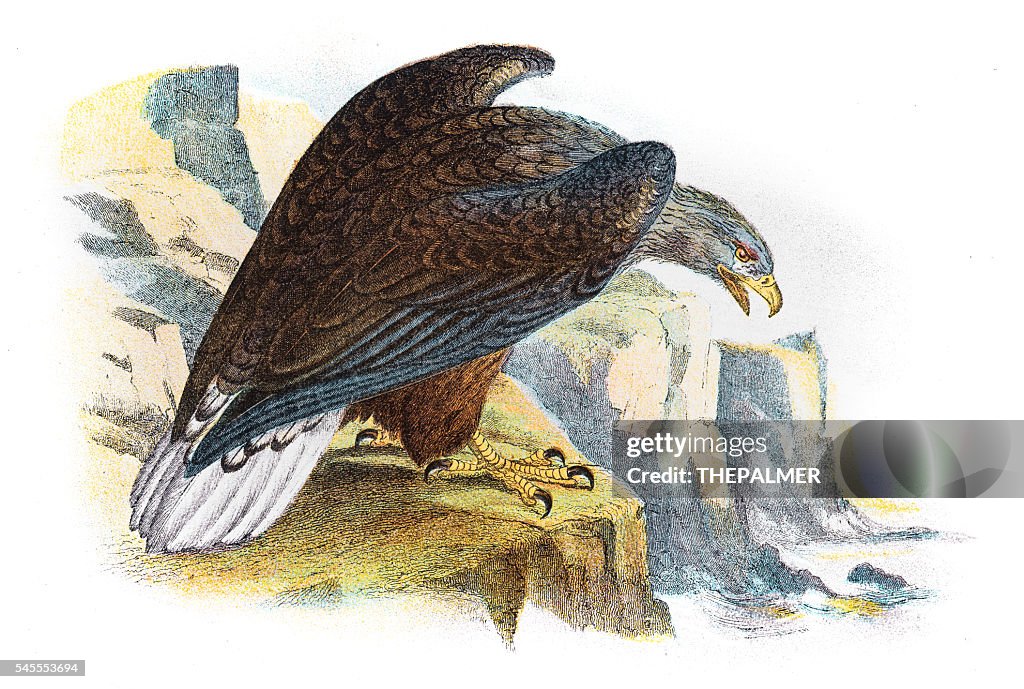 White tailed sea eagle illustration 1896