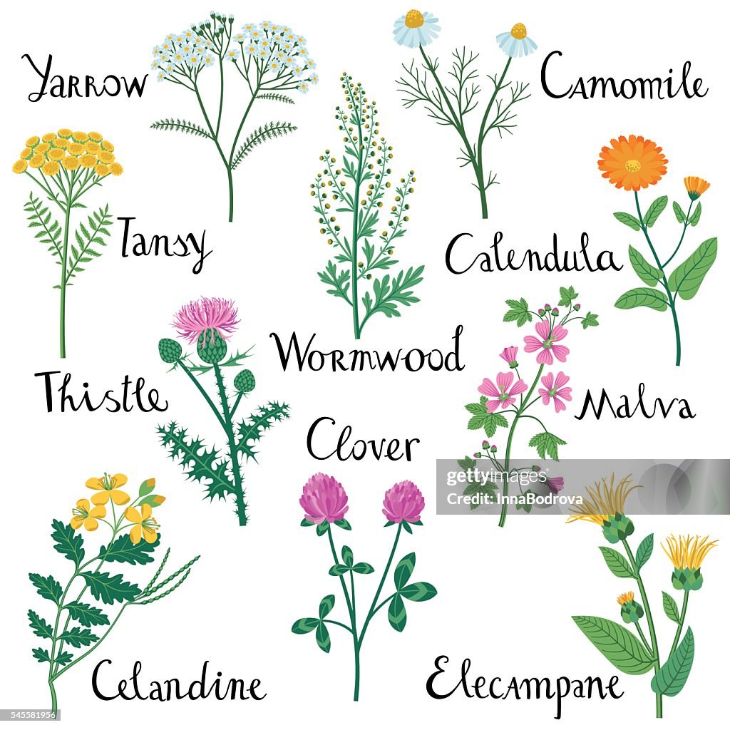 Set of Wild Herbs used in Medicine.
