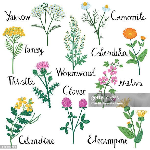 set of wild herbs used in medicine. - camomile stock illustrations