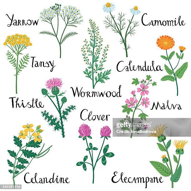 set of wild herbs used in medicine. - ranunculus 幅插畫檔、美工圖案、卡通及圖標