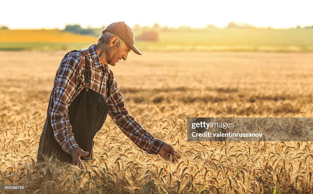 Farmer overlooking at new crops