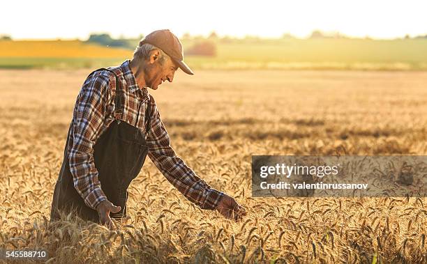 farmer overlooking at new crops - avena sativa stock pictures, royalty-free photos & images