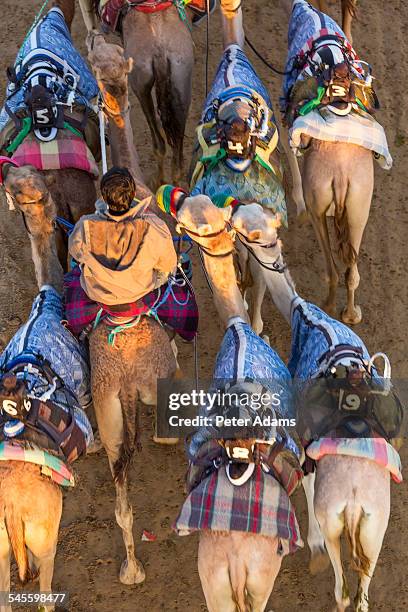 racing camels, dubai, united arab emirates, uae - kamelrennen stock-fotos und bilder