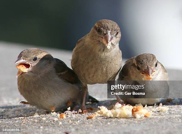 greedy baby house sparrows - mus stockfoto's en -beelden