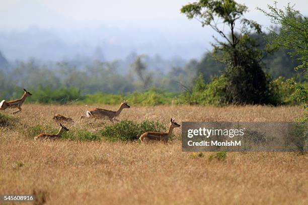 Scampering Animation 76 Scampering Stock Photos, High-Res Pictures, and Images - Getty Images