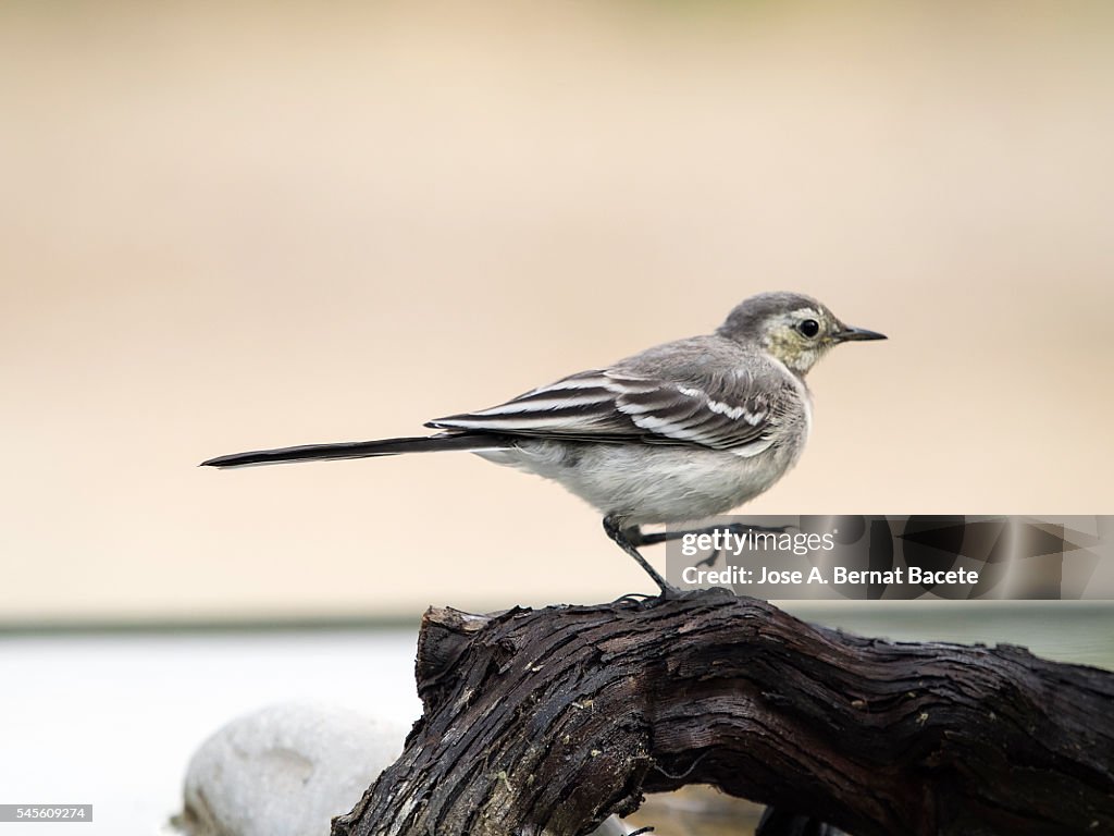 Tawny Pipit (Anthus campestris), Walking on a trunk. It is a species of bird paseriforme of the family Motacillidae.