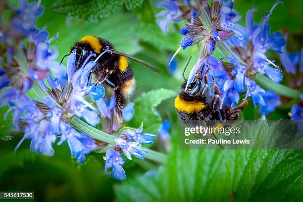 busy bees - bumblebee fotografías e imágenes de stock