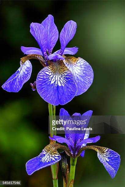 iris sibericaa - iris flower stock-fotos und bilder