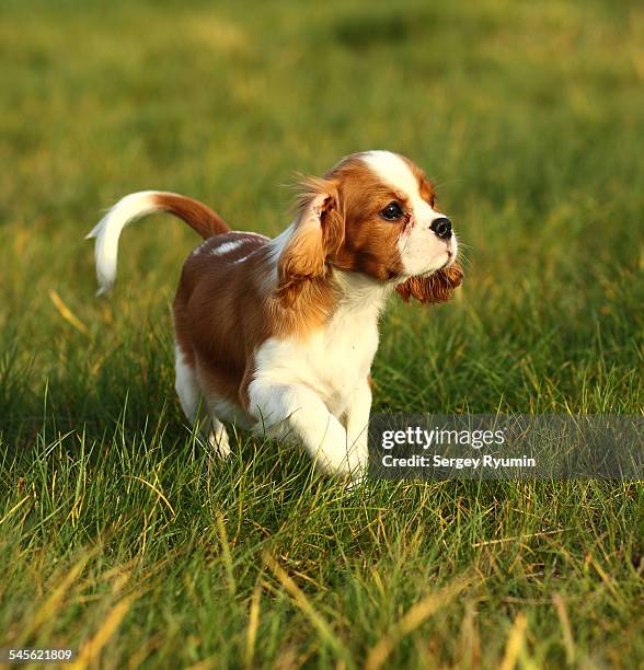 cavalier king charles spaniel - cavalier king charles spaniel 個照片及圖片檔