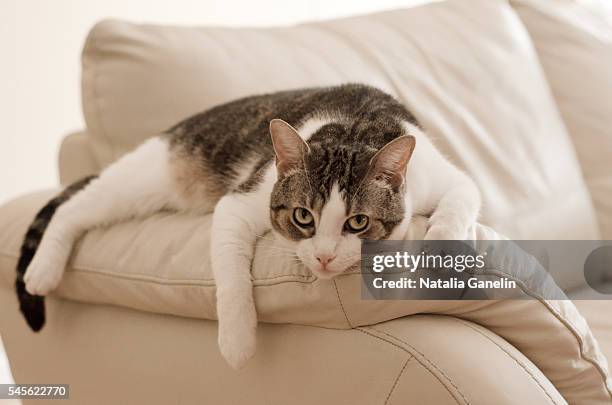 portrait of the cat - angry cat stock pictures, royalty-free photos & images