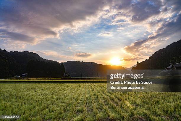 golden light in the morning in japanese field - préfecture de gunma photos et images de collection
