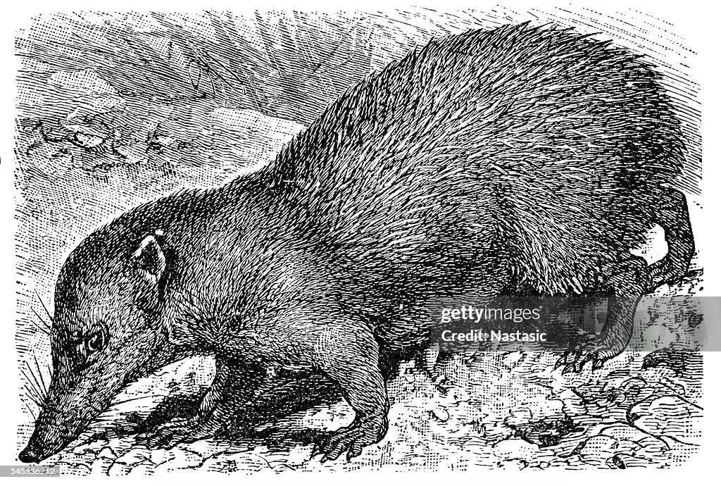 テンレック (センテテス・エカウダトゥス)