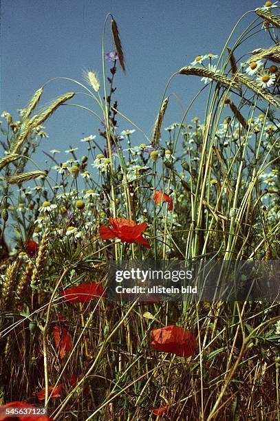 Getreide, Kamille, Mohn vor blauemHimmel- Juli 1995