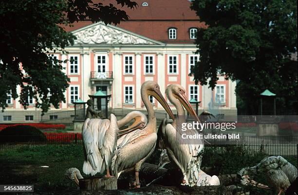 Pelikane vor dem Schloss- 1999