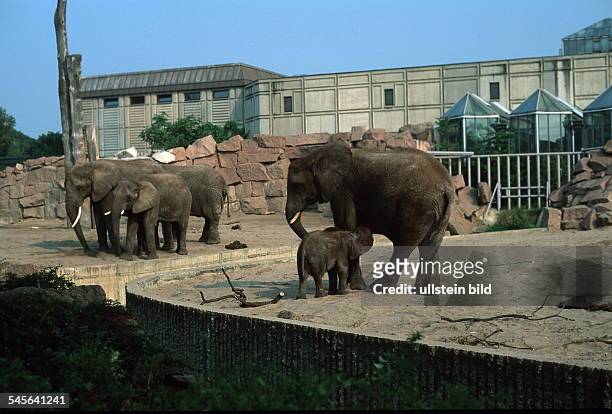 Elefanten vor dem Elefantenhaus- 1999
