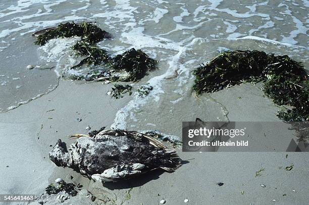 Toter Seevogel an der Nordseeküste