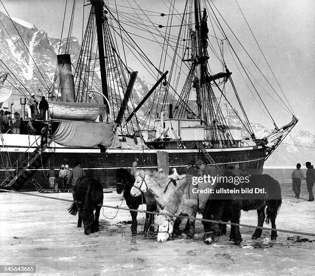 Ponies from Iceland which were used as pack horses by Alfred Wegener during his final Greenland expedition, November 1930.