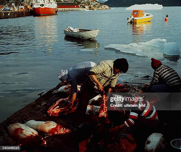 Im Hafen von Julianehab schlachten InuitRobben- o.J.