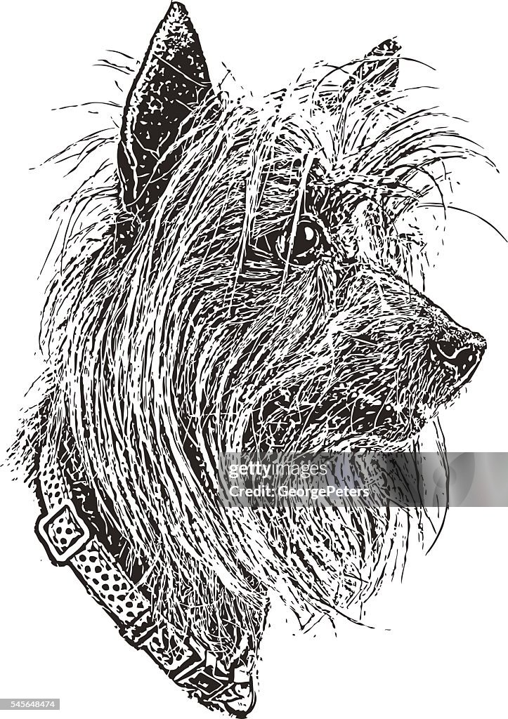 Portrait of a Silky Terrier and Dachshund Mixed Dog