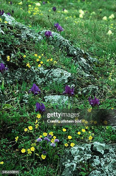 Sommerwiese mit Zwerg - Iris- 1994