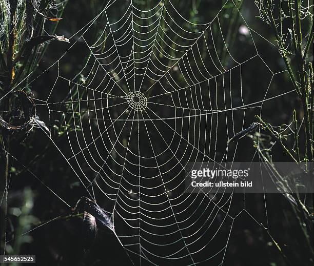 Spinnennetz mit Tautropfen- 2000