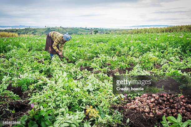 kartoffelbauerin - landwirtschaft afrika stock-fotos und bilder
