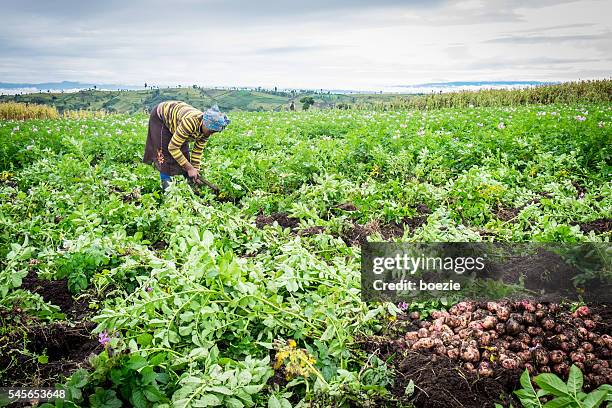 agricultora de patatas - áfrica-del-este fotografías e imágenes de stock