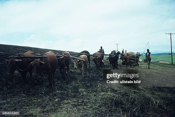 Ein Ochsengespann zieht einen Karren aufKufen in der Transkei- Mitte der 80er Jahre