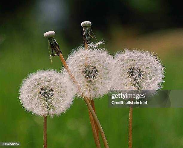 Löwenzahn, Kuhblume- Samenstände -