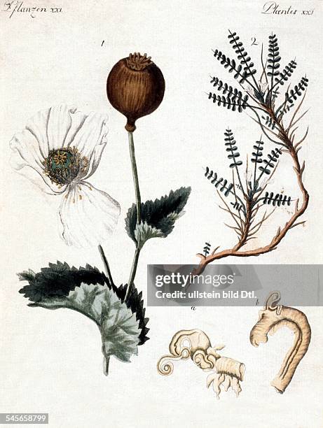 Plants Engravings from the 18th / 19th century Opium poppy plant and blossom - colored copper engraving - 18th century