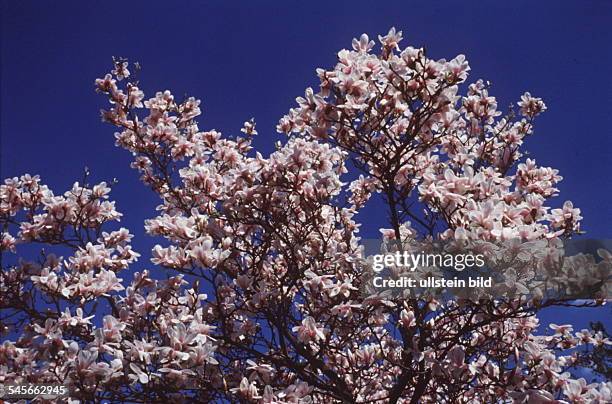 Blühender Magnolienbaum- 1995