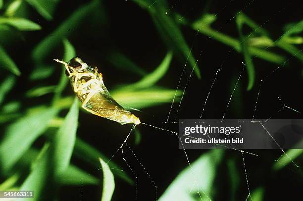 Spinnennetz mit gefangener Schwebfliege- 1994