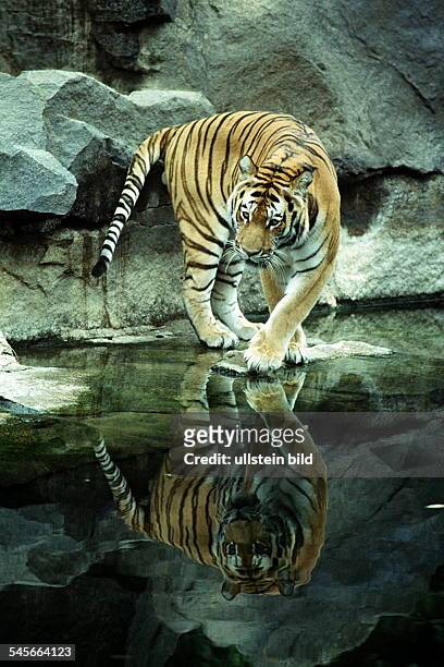 Tiger im Tierpark- 1992