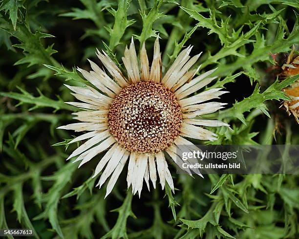 Silberdistel