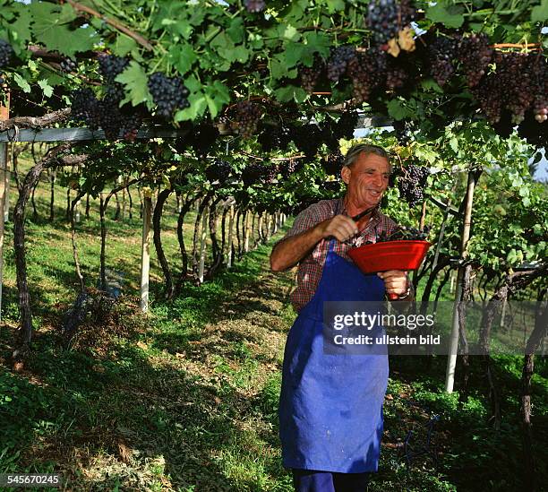 Weinernte in Südtirol- 1998