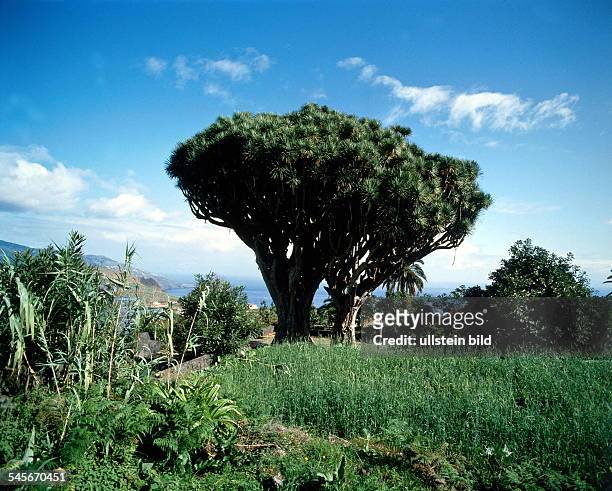 Ein "Zwillingsdrachenbaum" in Brena Alta - 1996