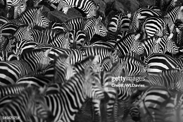 zebra herd - landscape black and white stockfoto's en -beelden