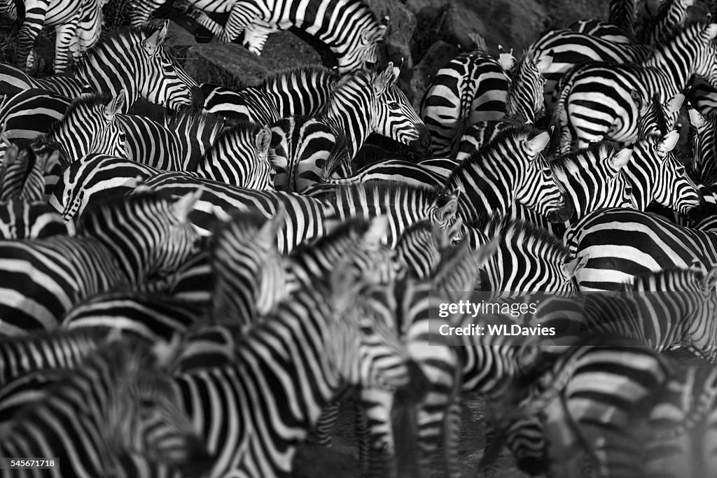 Zebra herd