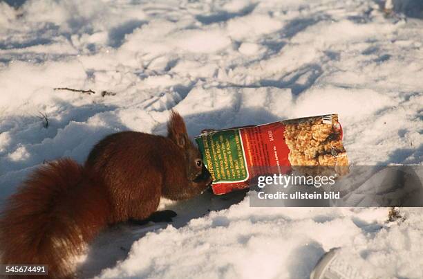 Eichhörnchen im Schnee sucht in einer liegengelassenen Tüte Walnüsse nach Futter- Januar 2000