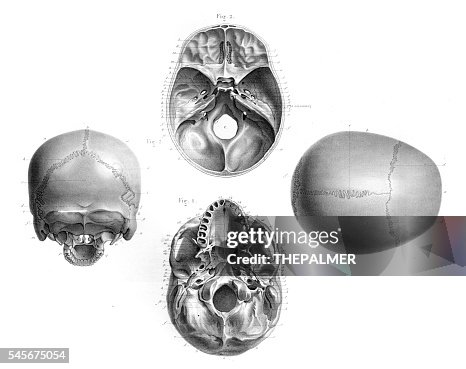 Human Skull Anatomy Illustration 1866 High-Res Vector Graphic - Getty ...