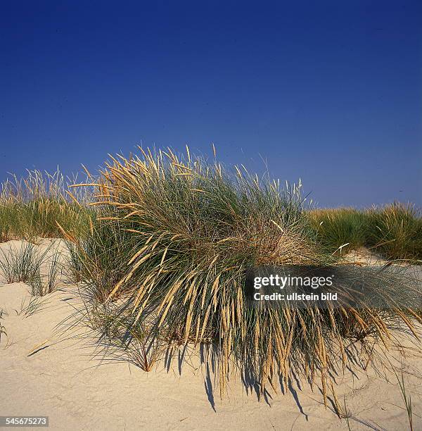 Strandhafer und Strandgerste auf einer Düne.- 1999