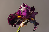 Draculas Kiss bloom blooming. Iris blossom. Spring flower open petal